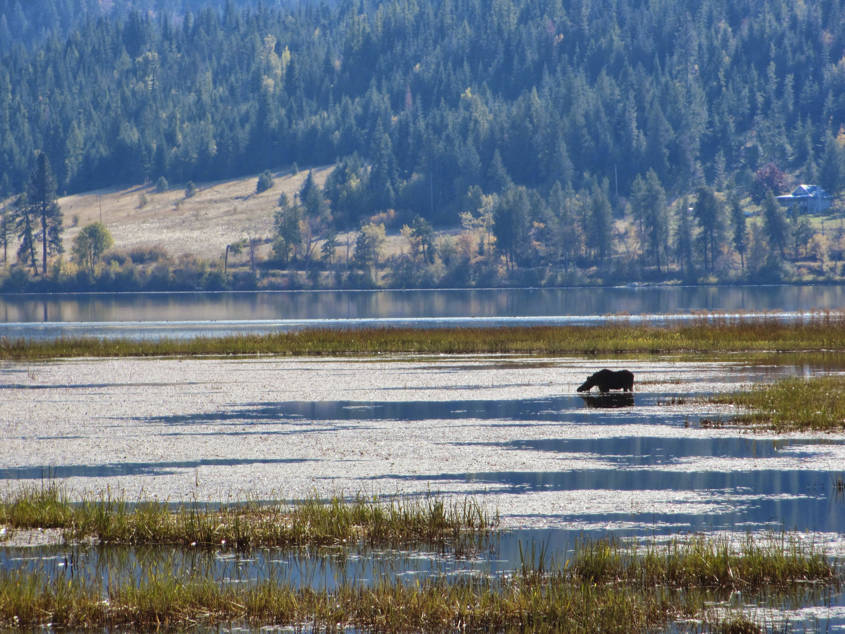 Idaho Poaching